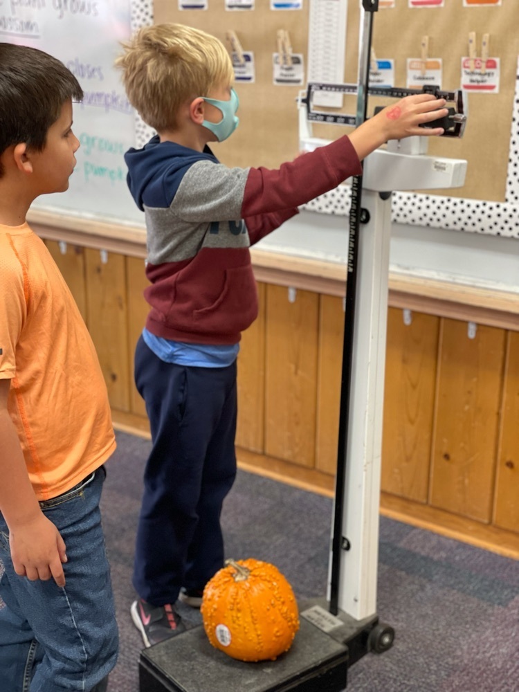 weighing a pumpkin